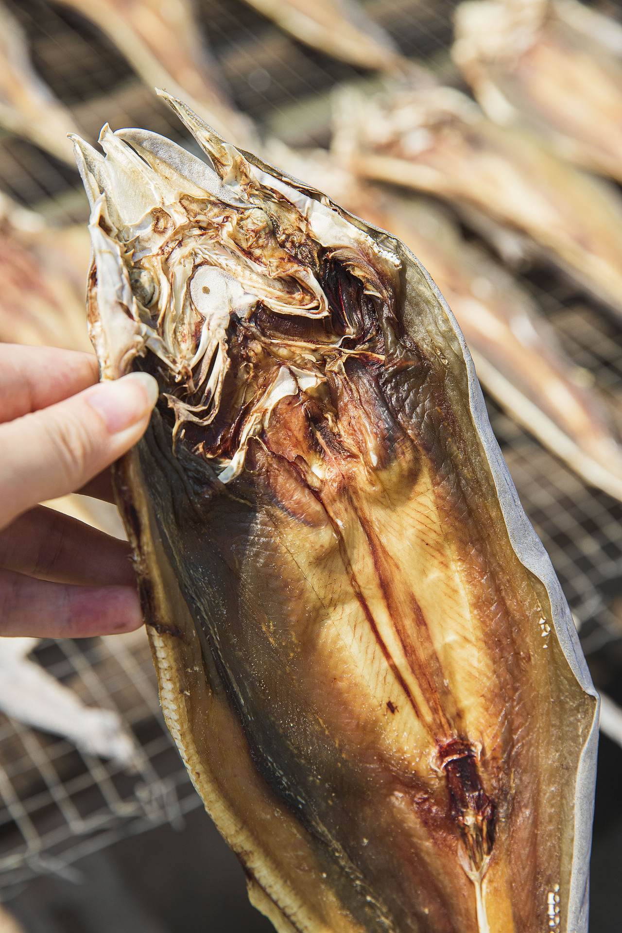 莲花山码头广州风景