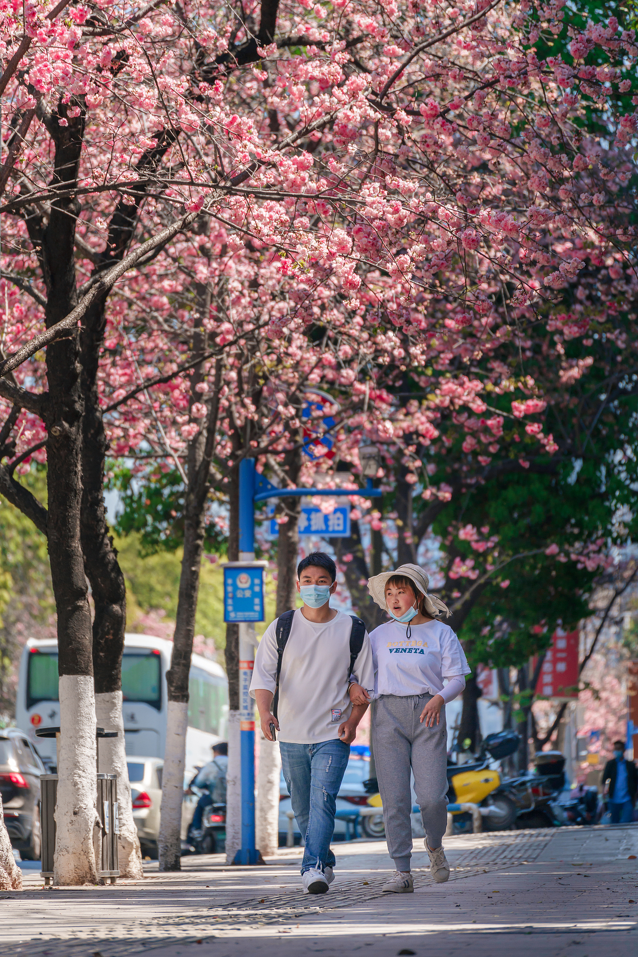 昆明圆通山樱花