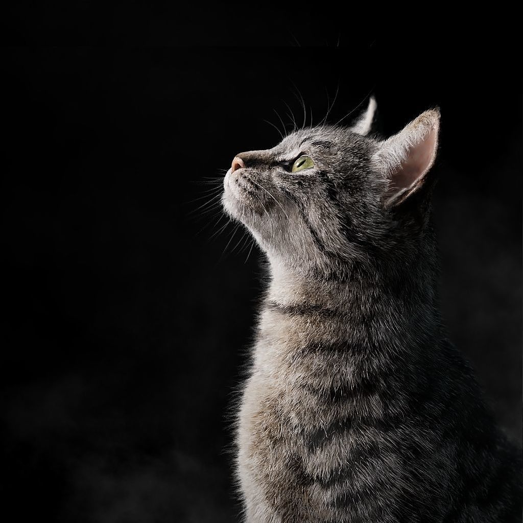 猫咪（带绑定动画）（图ZMzYwMjIyNTY0） - 人物/生物 - 站酷设计师CG99设计网原创素材 - 站酷ZCOOL