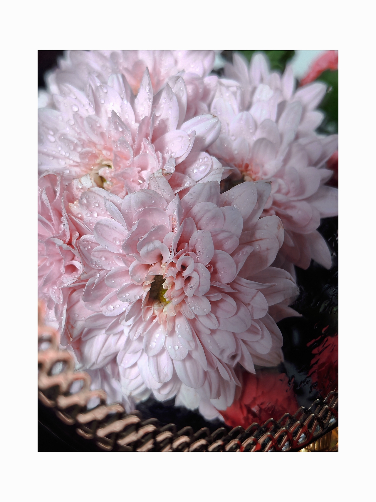 手机摄影-花的姿态（图ZMzQyMjQwMjYw） - 时尚/艺术摄影 - 站酷设计师沐之leo原创素材 - 站酷ZCOOL