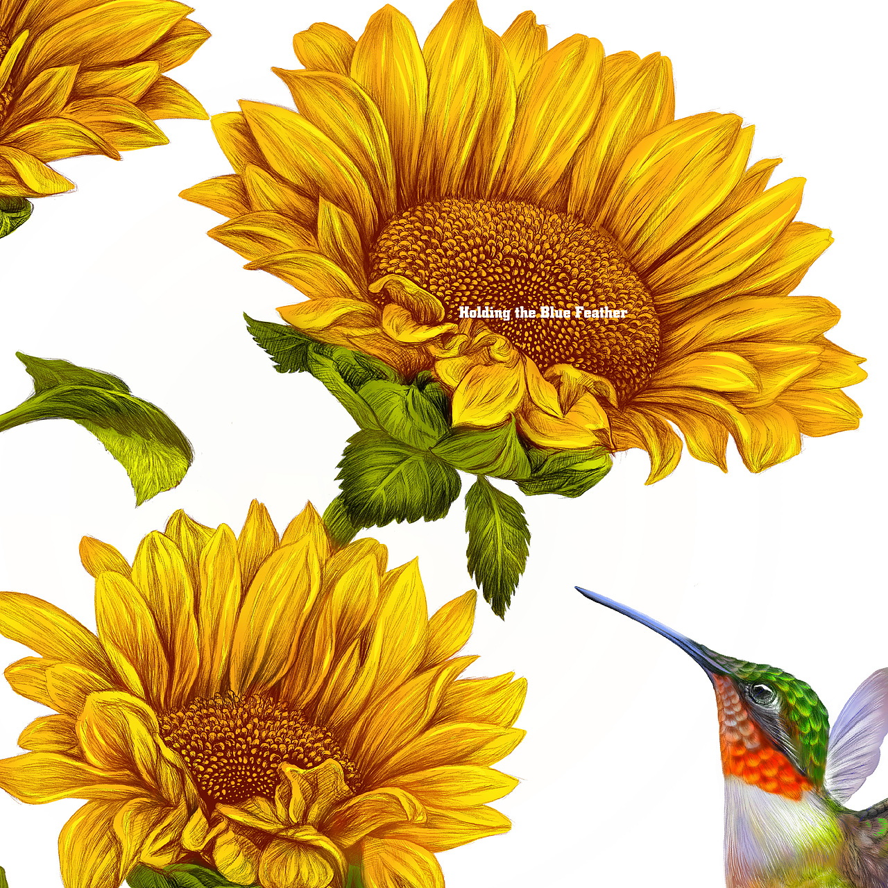 《花与蜂鸟》原创插画