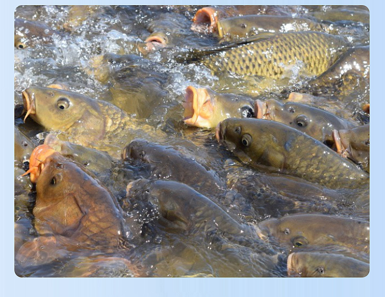 详情页 电商设计 畜禽水产养殖 饲料添加剂