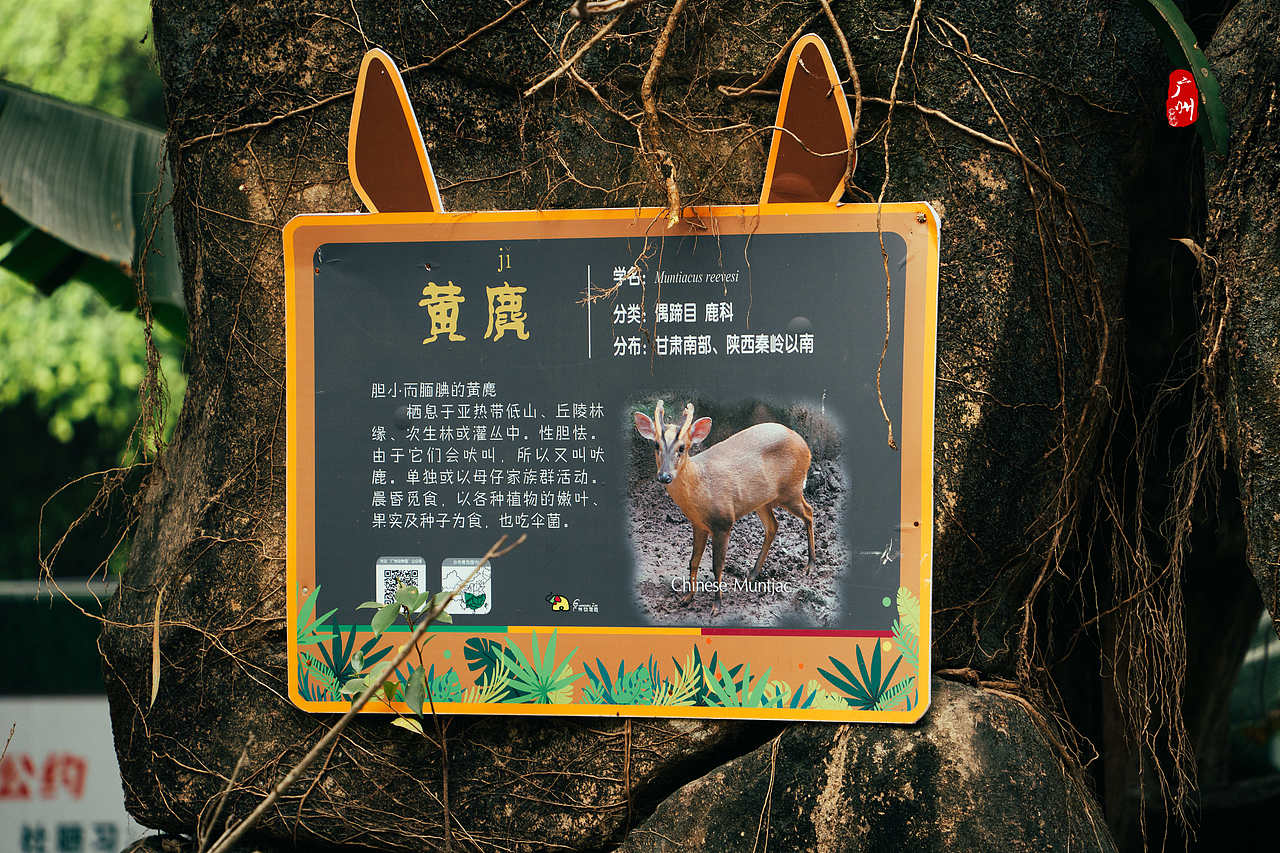 随手拍·广州动物园(兽类)（图ZMzM1ODA3MTYw） - 人文/纪实摄影 - 站酷设计师一晨同学原创素材 - 站酷ZCOOL