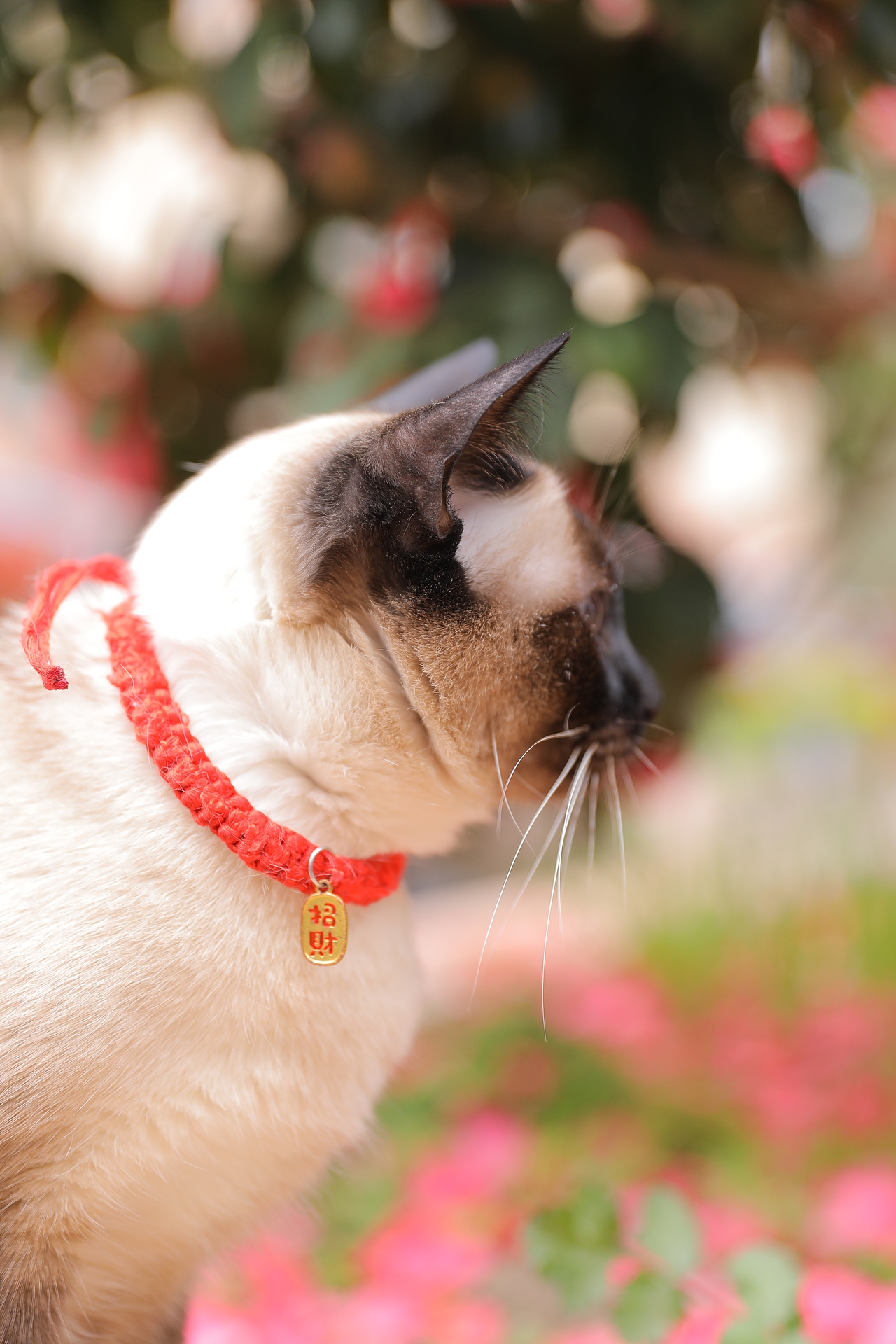 宠物猫（图ZMzY4MzEyMzg4） - 宠物摄影 - 站酷设计师zpping123原创素材 - 站酷ZCOOL