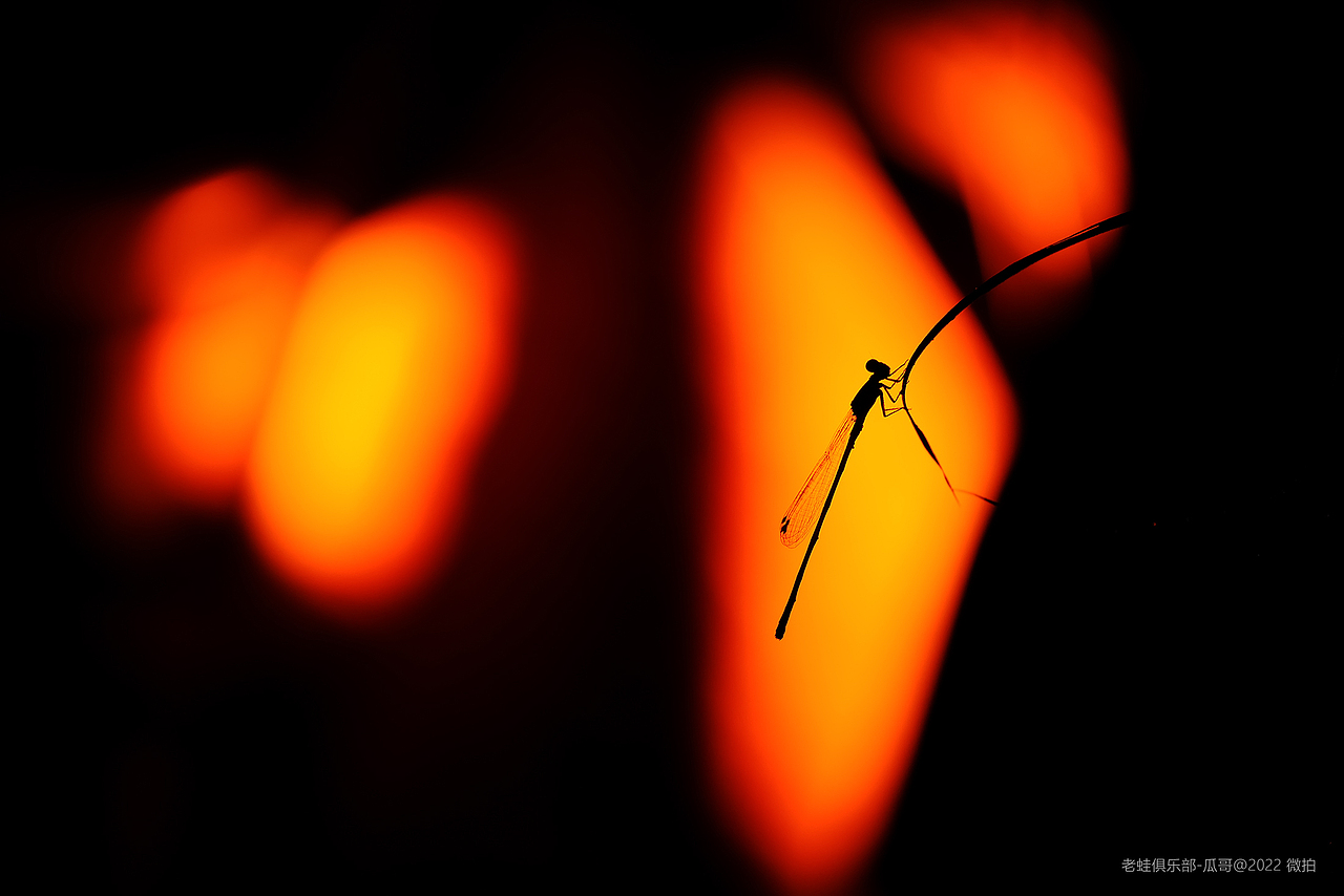 瓜哥暑假生态微距摄影-寻自然之美