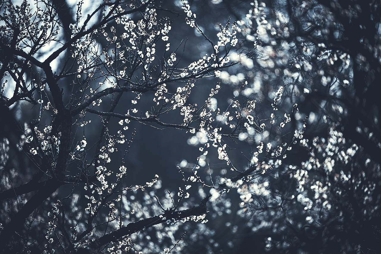 春.白梅