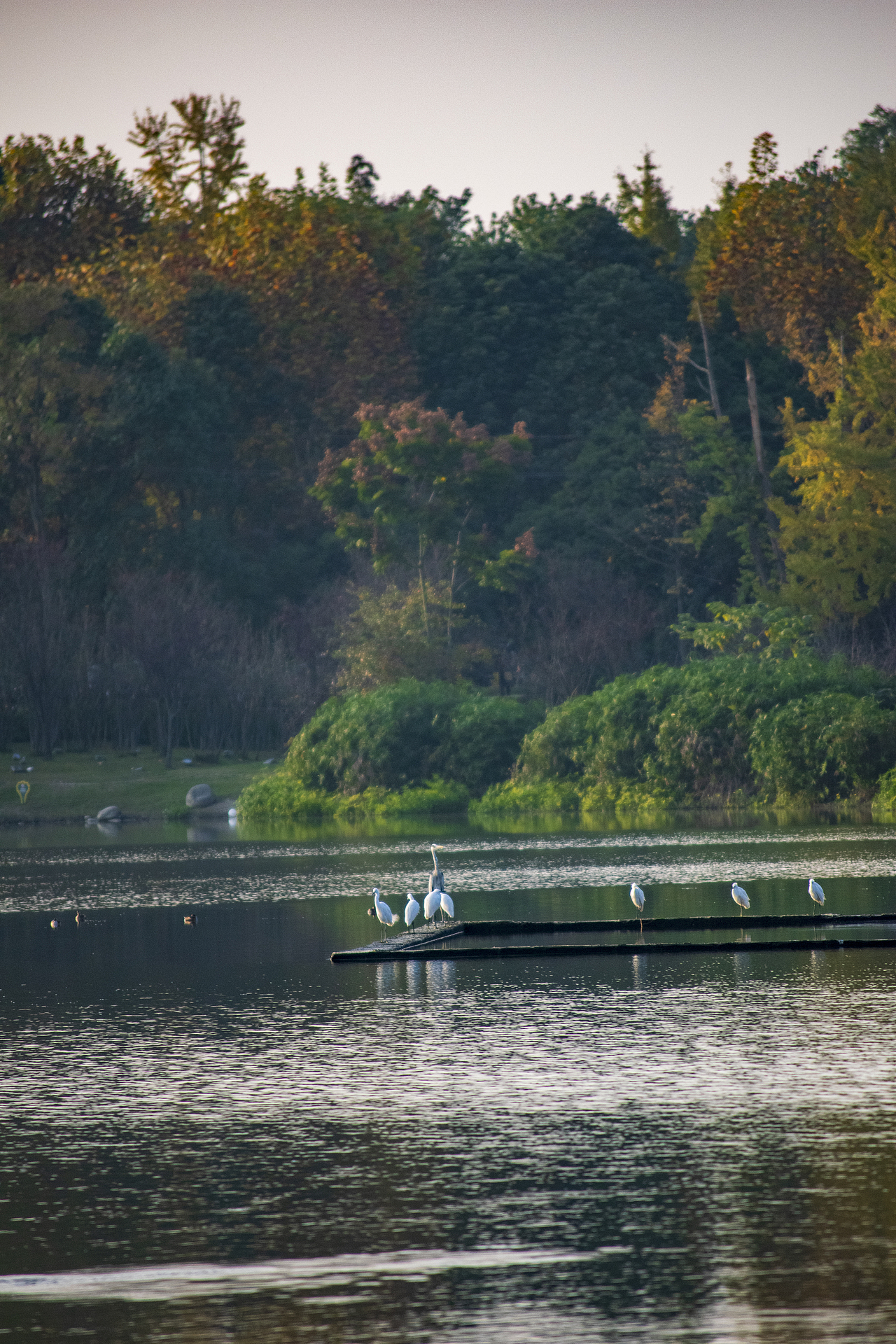 迟到的晚秋（图ZMzI3MTc2NDM2） - 风光摄影 - 站酷设计师Z425597795原创素材 - 站酷ZCOOL