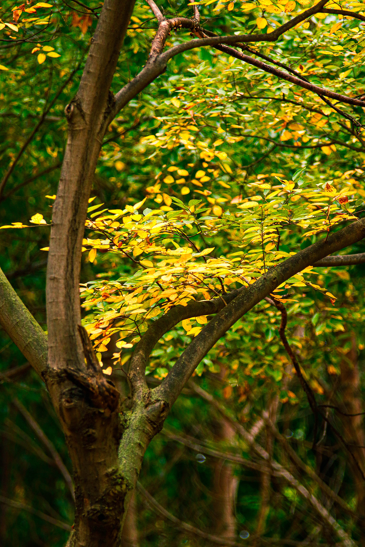 秋色印染了我的双眼（图ZMzIwNzU2NDcy） - 风光摄影 - 站酷设计师桃子视觉原创素材 - 站酷ZCOOL