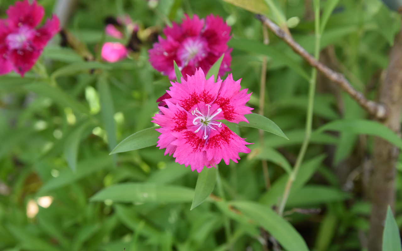 嘿！石竹！来张正面照！