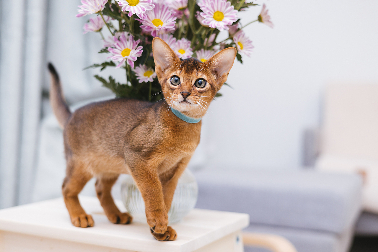 猫的私房 第六季