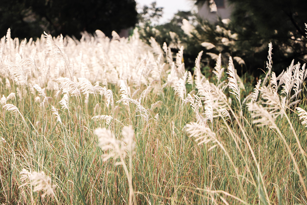 秋日芦苇（图ZMzM3OTg1NTky） - 风光摄影 - 站酷设计师林二三_原创素材 - 站酷ZCOOL