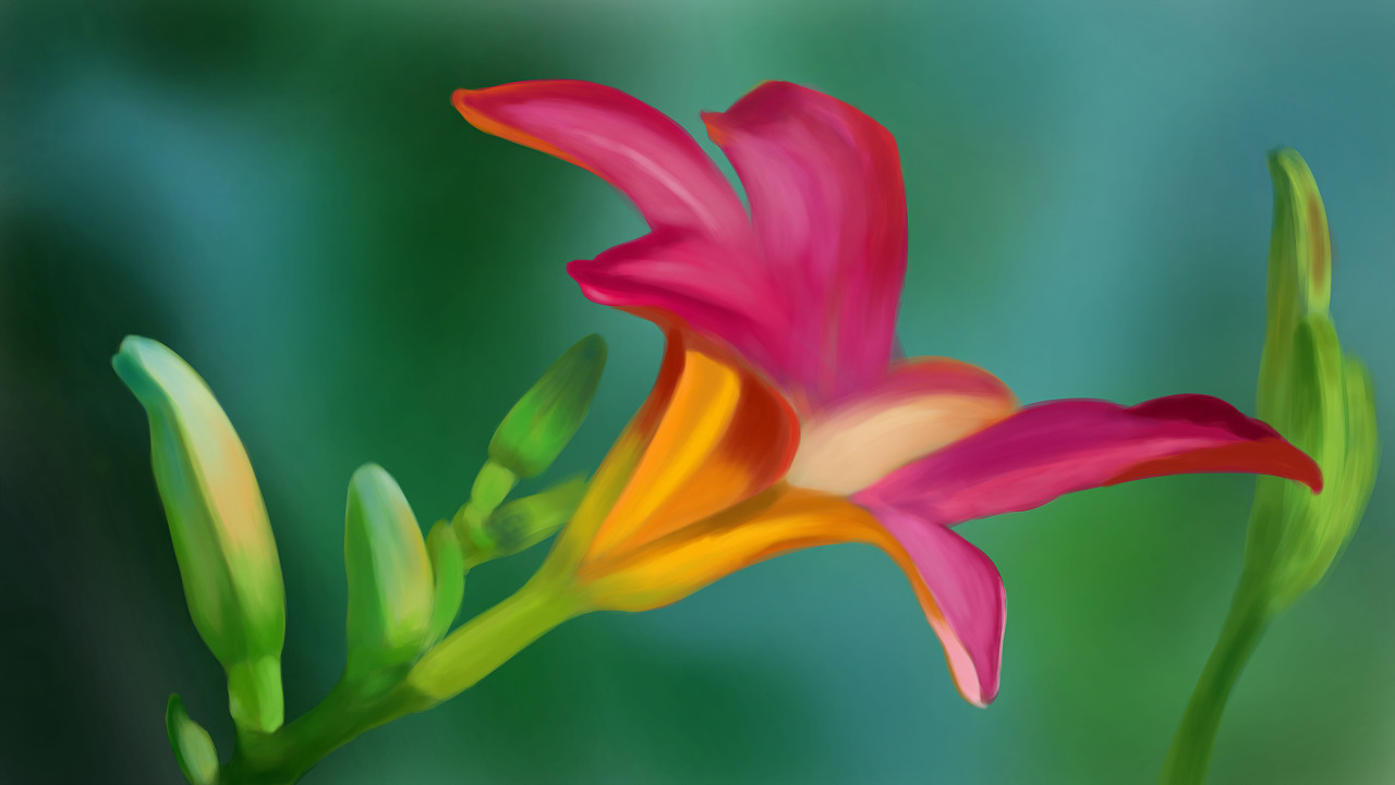 百合花写实练习