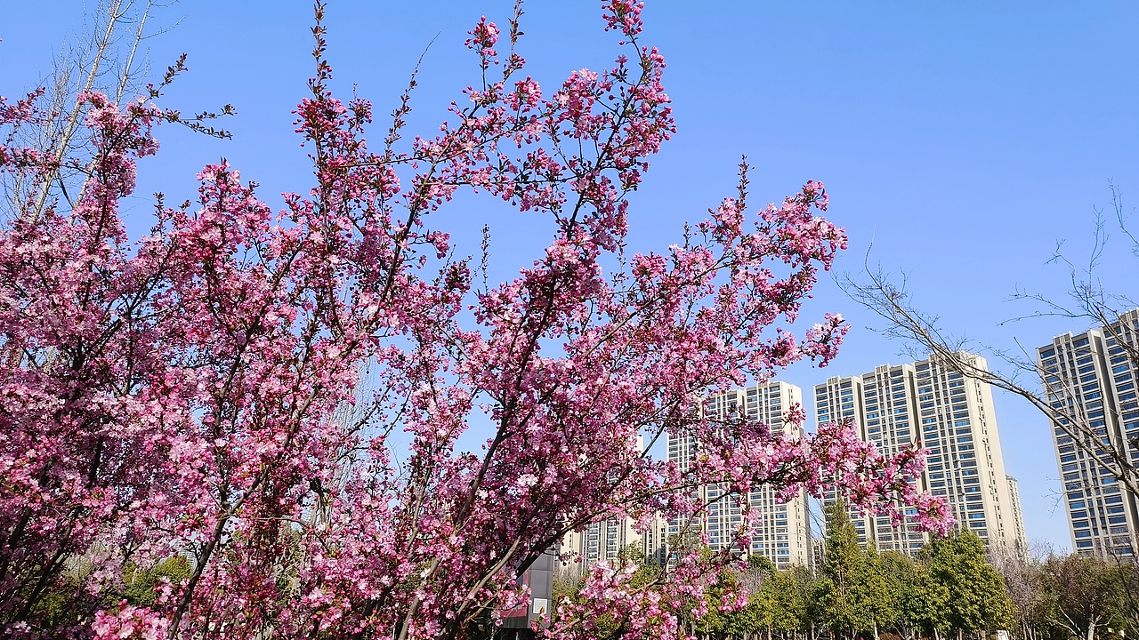 省耕公园--海棠花（图ZMzYzNzkyMDQ0） - 风光摄影 - 站酷设计师烟锁池塘柳诗九张原创素材 - 站酷ZCOOL