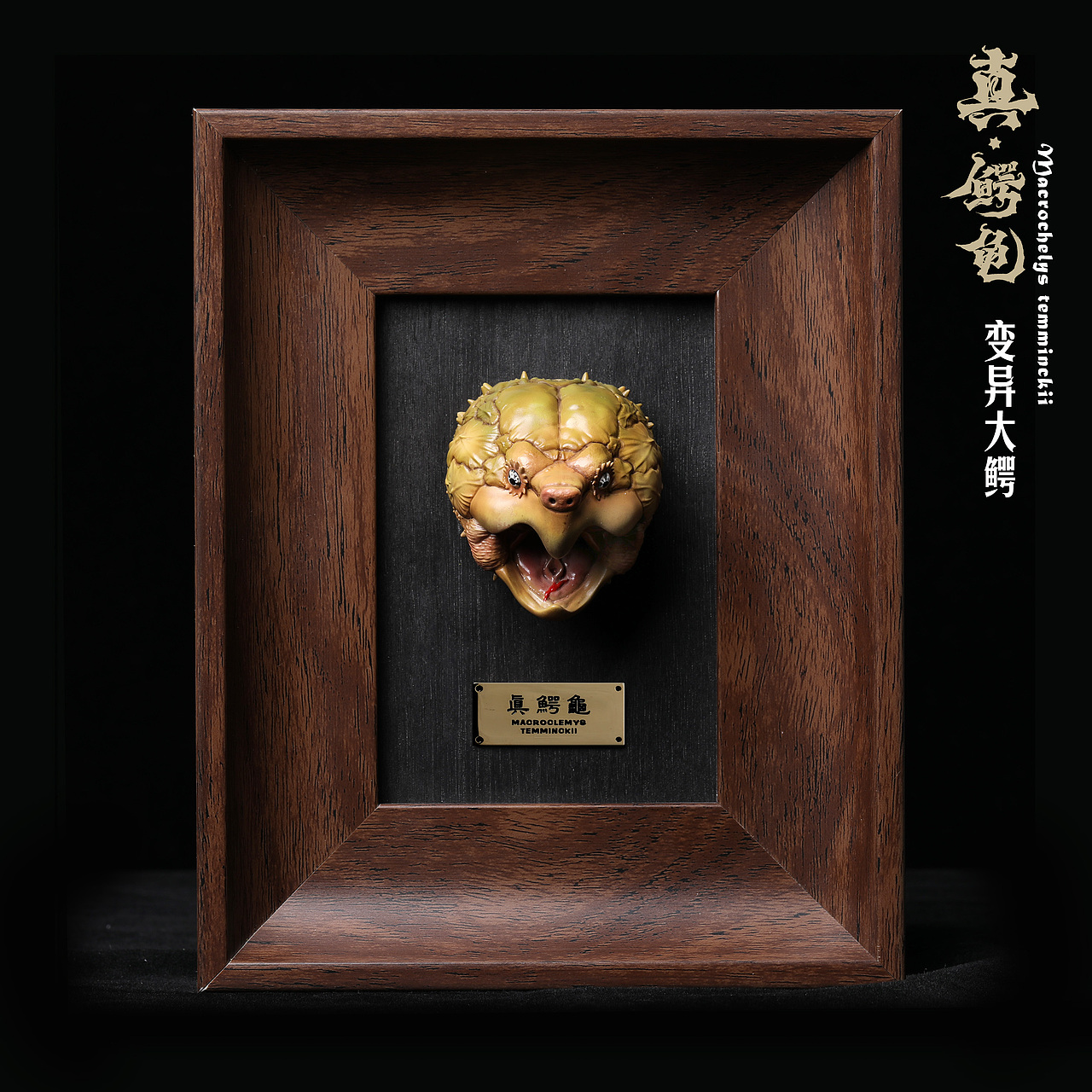 2023鳄龟系列--真鳄龟