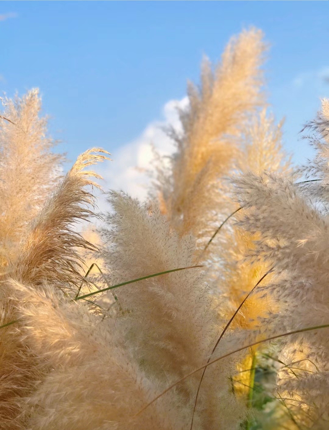 有时候宁静是另外一种美好,一组秋日的芦苇