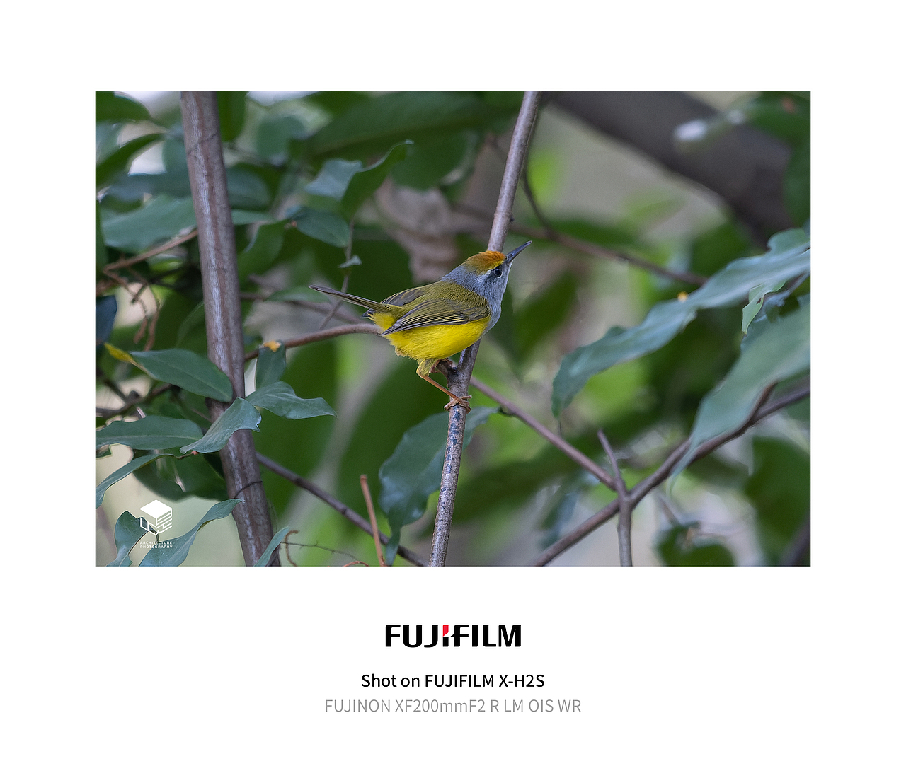 城市自然生态|鸟类(多图)