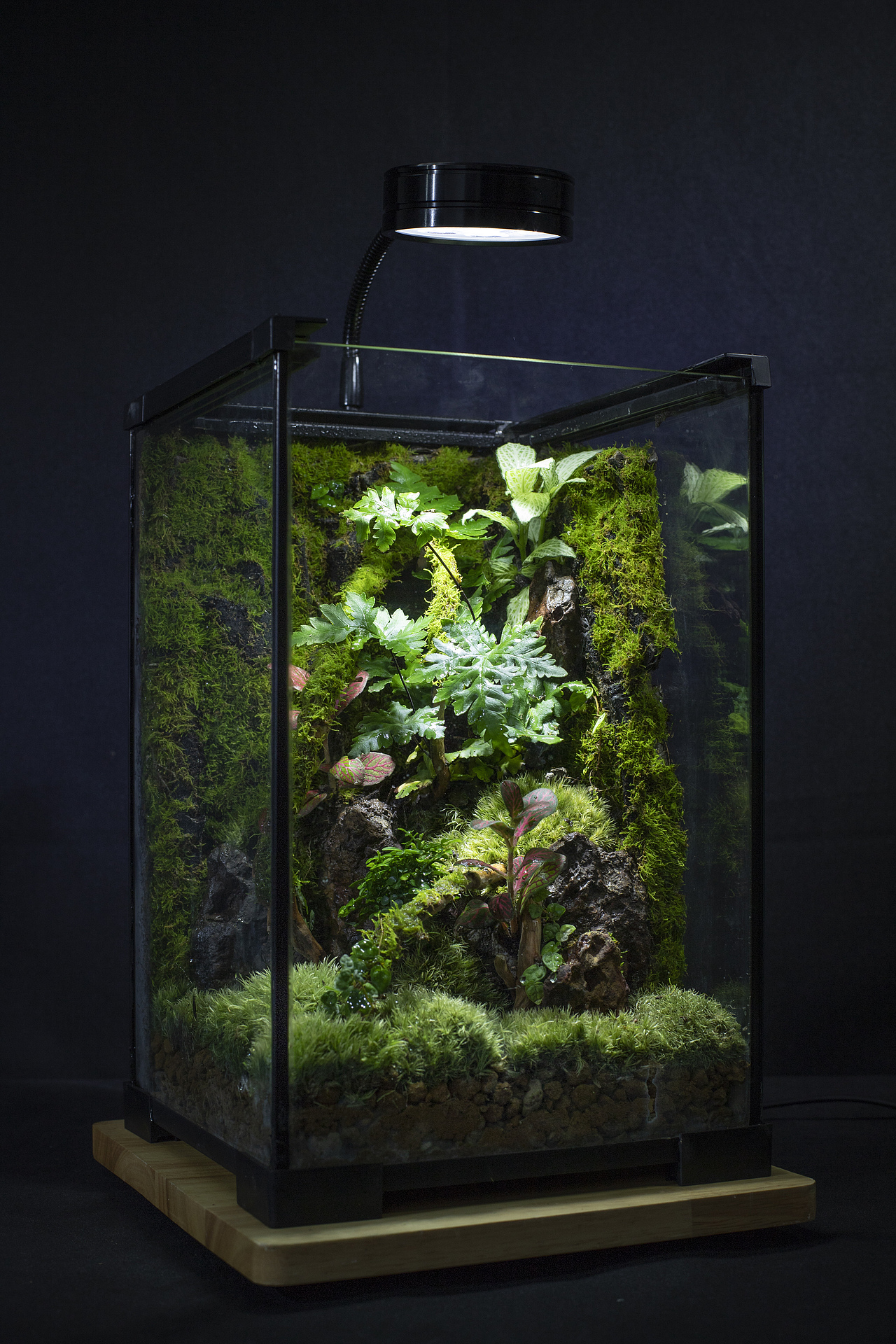 雨林微景（图ZMzA4MDgwNzA0） - 景观设计 - 站酷设计师番茄与西瓜原创素材 - 站酷ZCOOL