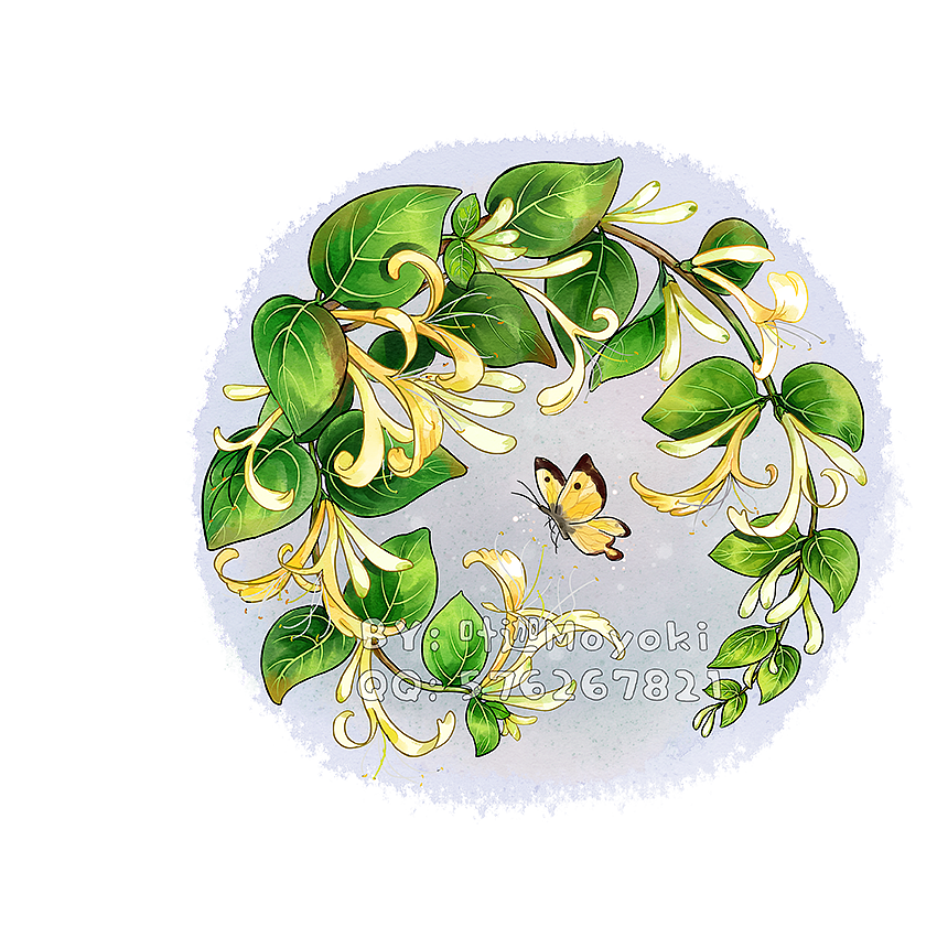 植物插画（图ZMzEyOTk1MjA0） - 商业插画 - 站酷设计师叶迦原创素材 - 站酷ZCOOL