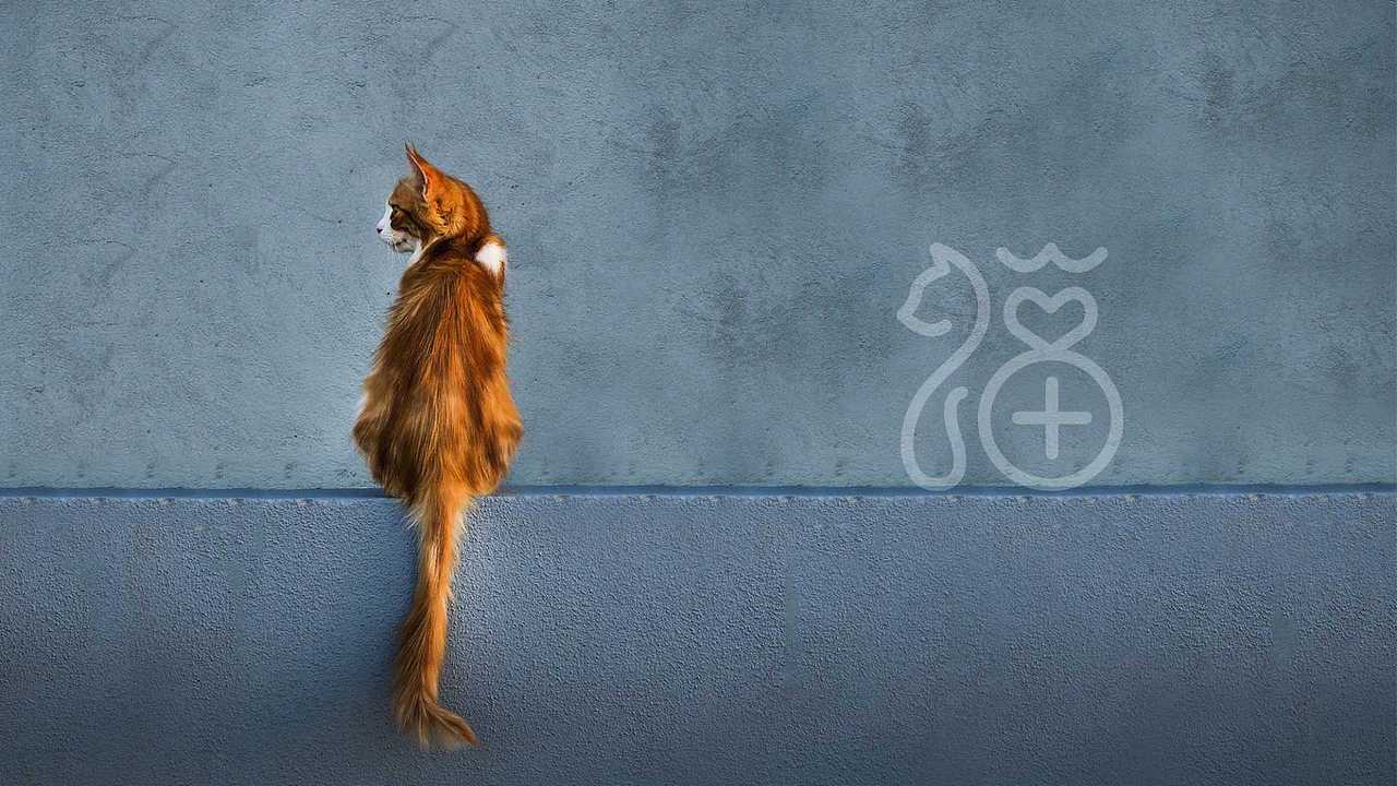 宠福来·宠物医院logo及VI设计（图ZMzA4Mjg5Njc2） - 品牌 - 站酷设计师伟儿monster原创素材 - 站酷ZCOOL