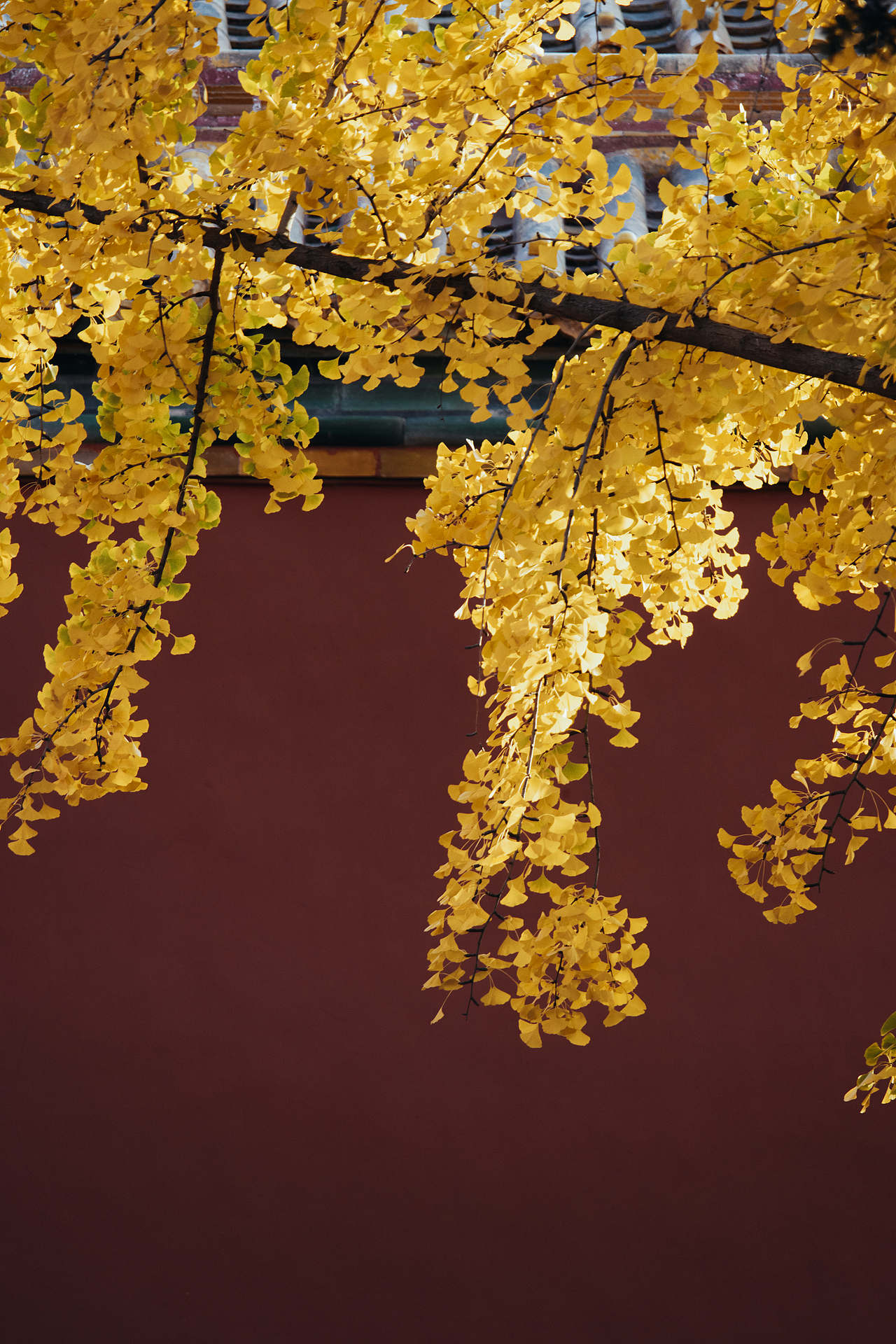 秋天北京故宮銀杏樹（圖ZMzI2OTY1MzA4） - 環(huán)境/建筑攝影 - 站酷設計師攝影師杜凱原創(chuàng)素材 - 站酷ZCOOL