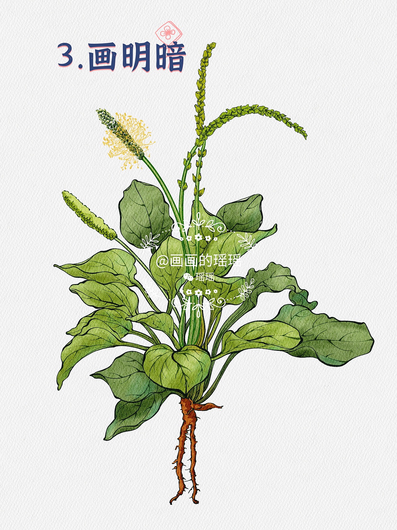 本草纲目中草药手绘插画-车前草(附绘画线稿过程图)
