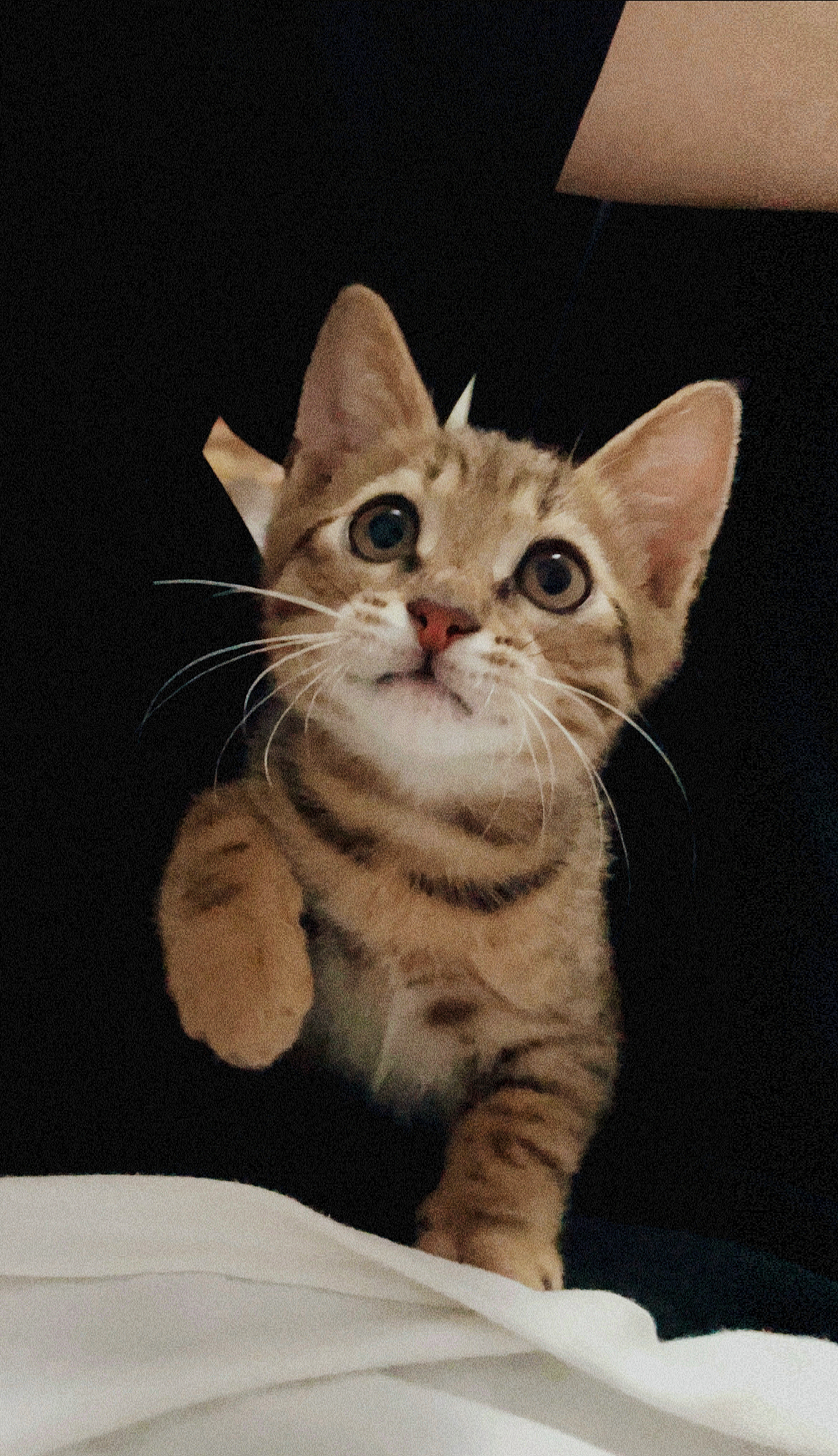 "皮猴"招财的可爱瞬间