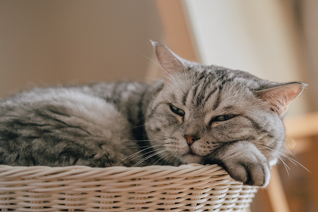 宠物摄影-马路-2021