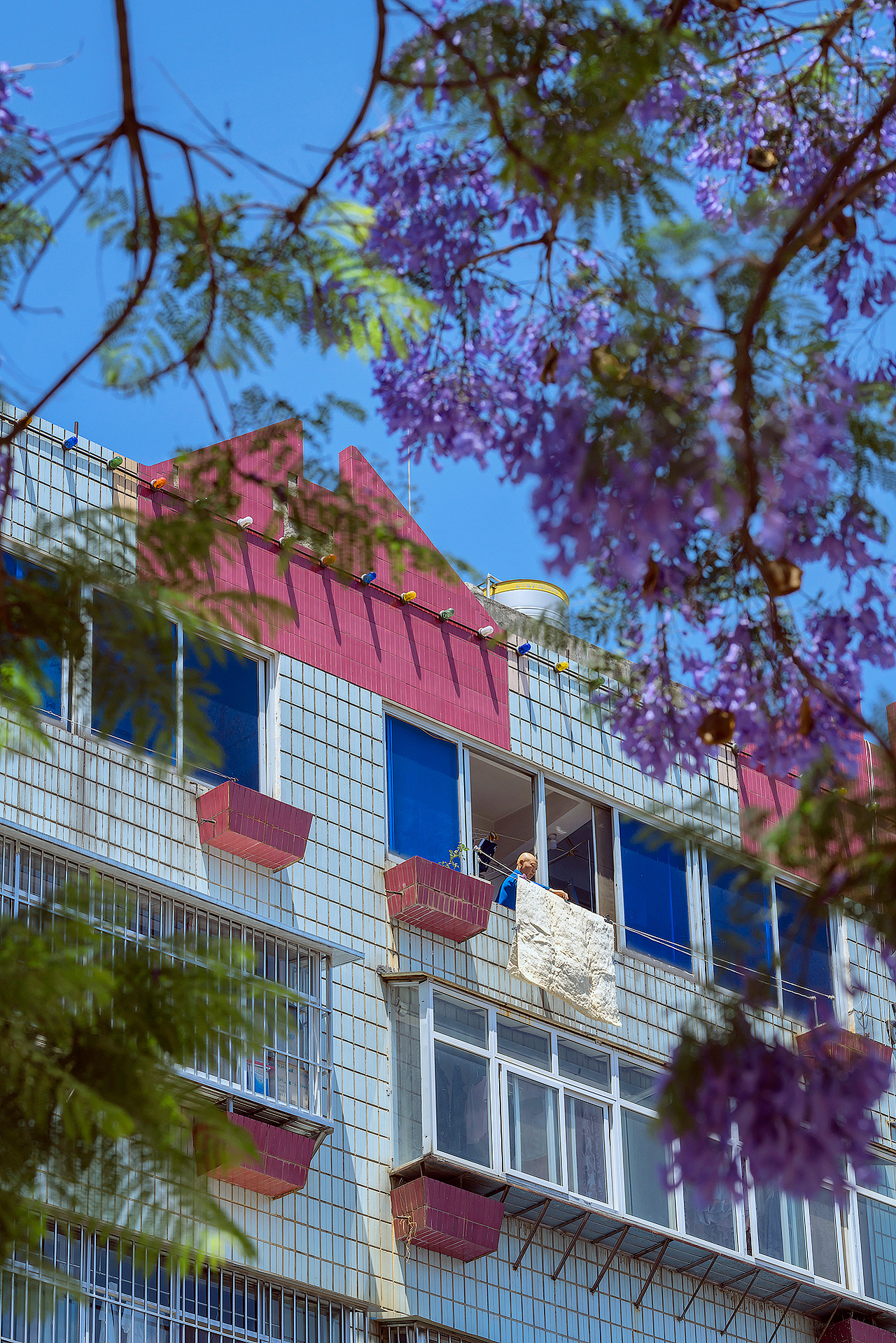 蓝花楹（图ZMjk5NzMyMTQ4） - 风光摄影 - 站酷设计师kewell_24原创素材 - 站酷ZCOOL