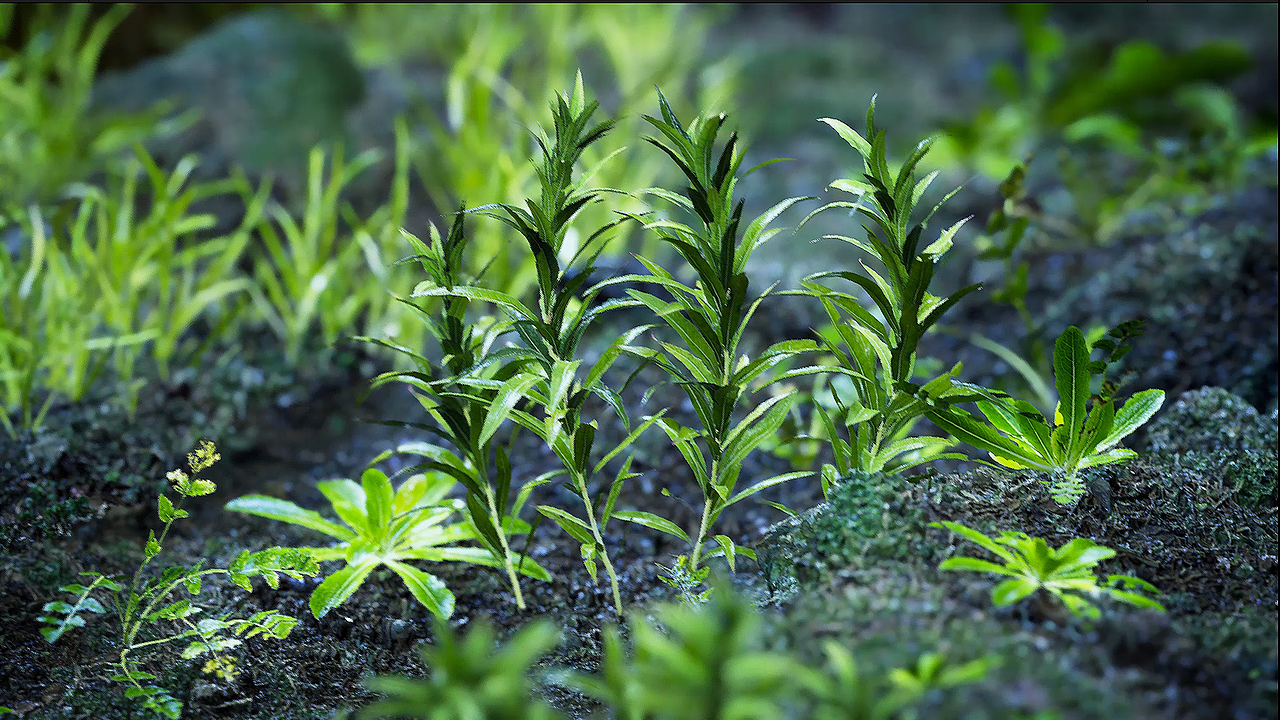 送你一束花花（图ZMzYyNDE2NzMy） - 场景 - 站酷设计师楠卿原创素材 - 站酷ZCOOL