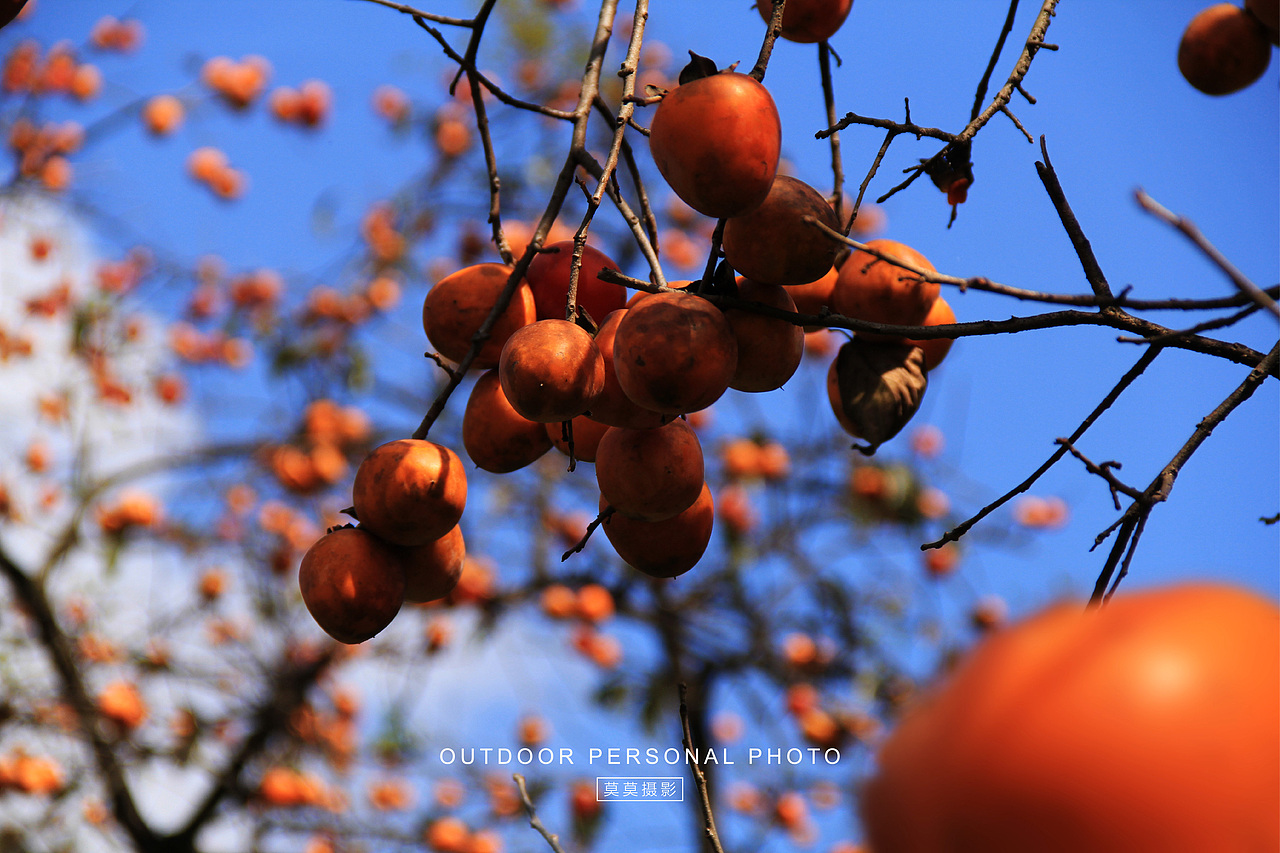从化桂峰村的柿子“熟了”（图ZMzU0ODAzNTA0） - 人文/纪实摄影 - 站酷设计师莫莫摄影原创素材 - 站酷ZCOOL