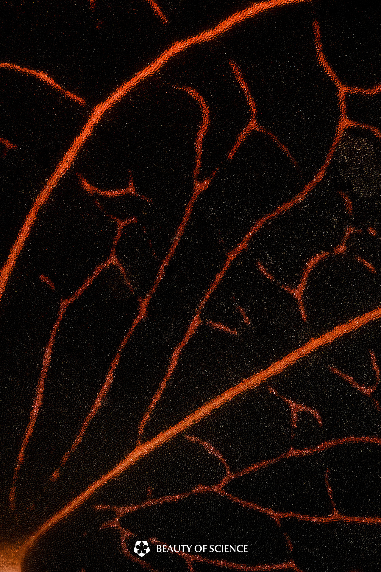 植物系列｜起伏的山丘