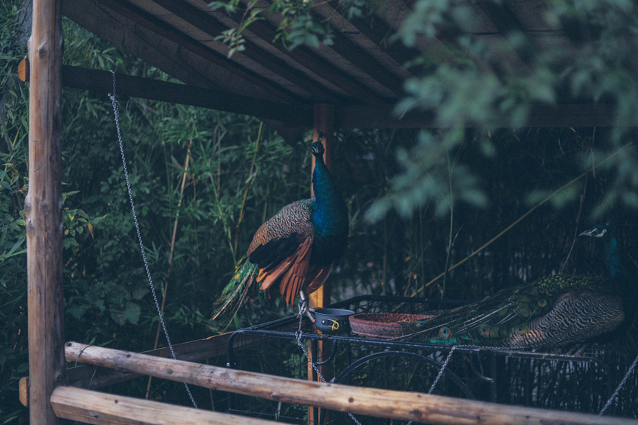 Summer Vibe（图ZMzQzMTg5NTE2） - 人文/纪实摄影 - 站酷设计师木里MULI原创素材 - 站酷ZCOOL