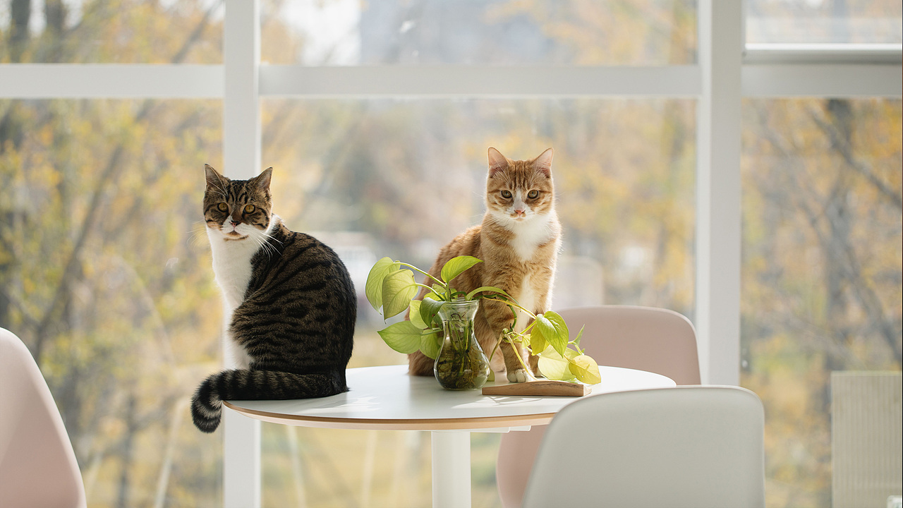 宠物摄影-猫咪主题高清壁纸_叶小鱼ok-站酷zcool