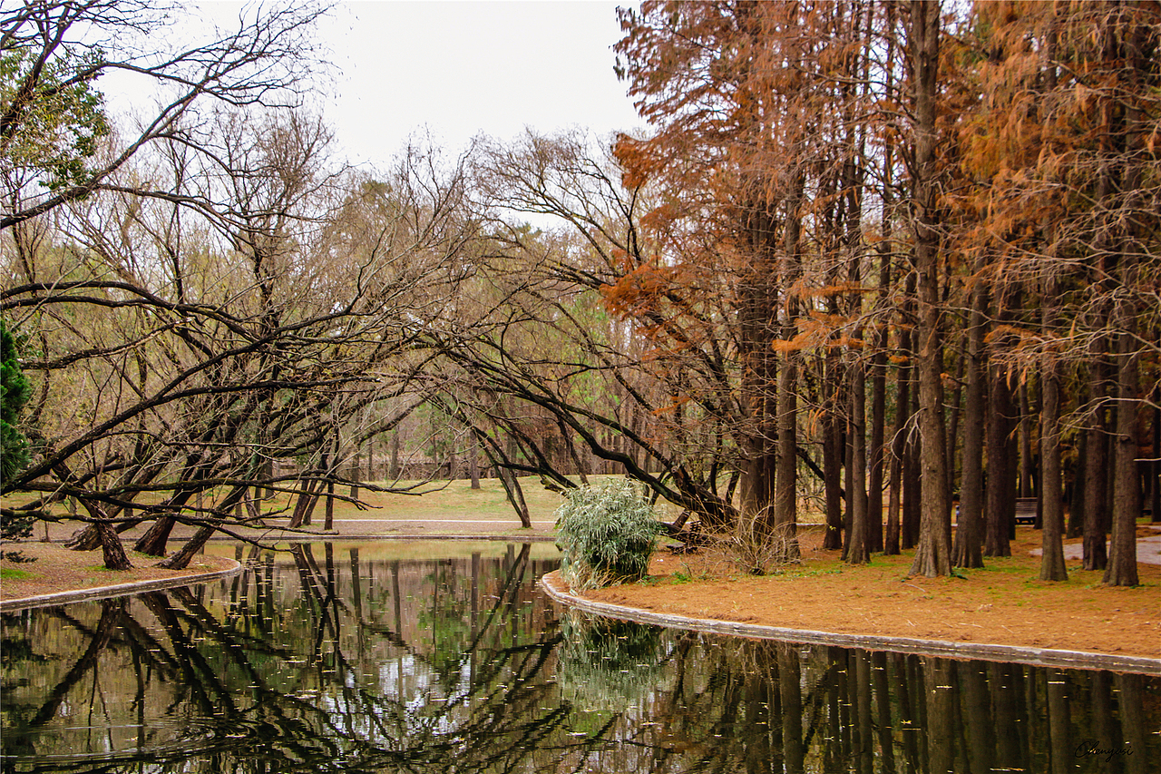 上海共青森林公园的秋日（图ZMzEyMTczODY4） - 风光摄影 - 站酷设计师尚沪晴好原创素材 - 站酷ZCOOL