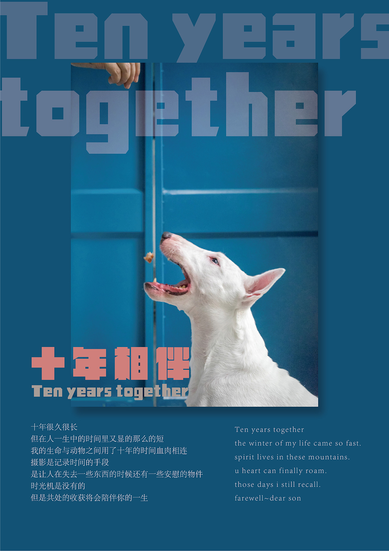 宠物主题不同海报排版练习