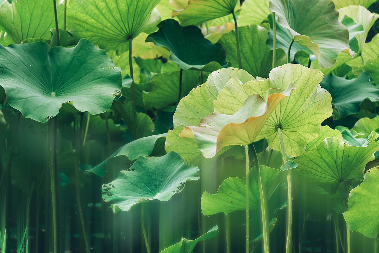 2023年夏天第二次拍的荷花（图ZMzQ0ODQwODA4） - 其他摄影 - 站酷设计师香草秋刀鱼原创素材 - 站酷ZCOOL