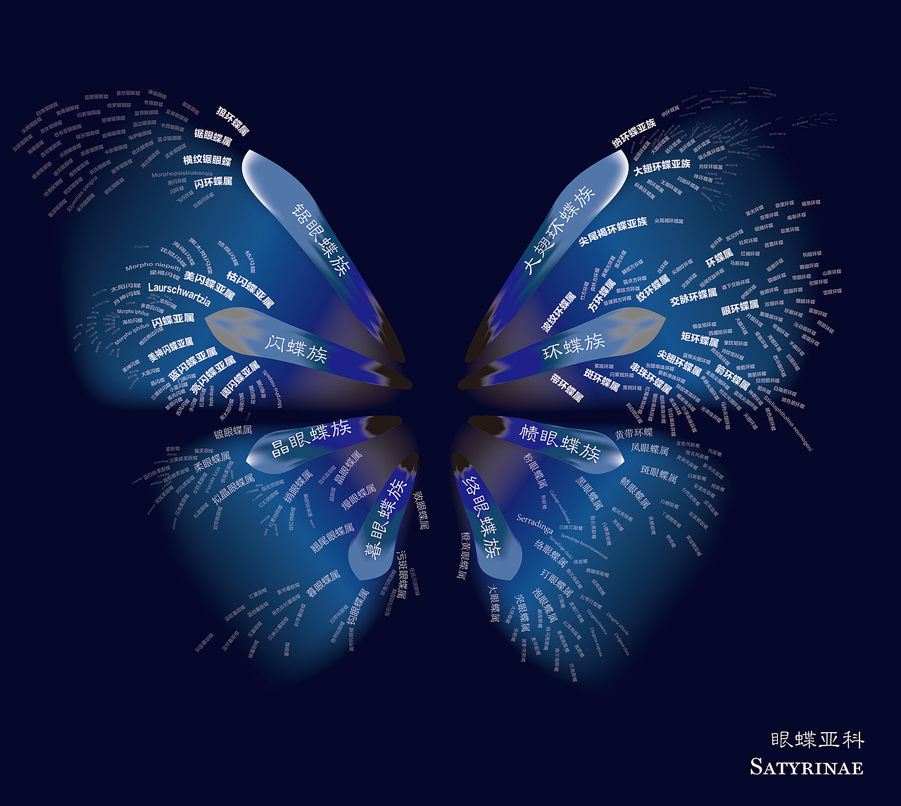 蝴蝶——信息设计作业（图ZMzI0NTc5NTA4） - 信息图表 - 站酷设计师一只咸鱼躺的怂兔原创素材 - 站酷ZCOOL