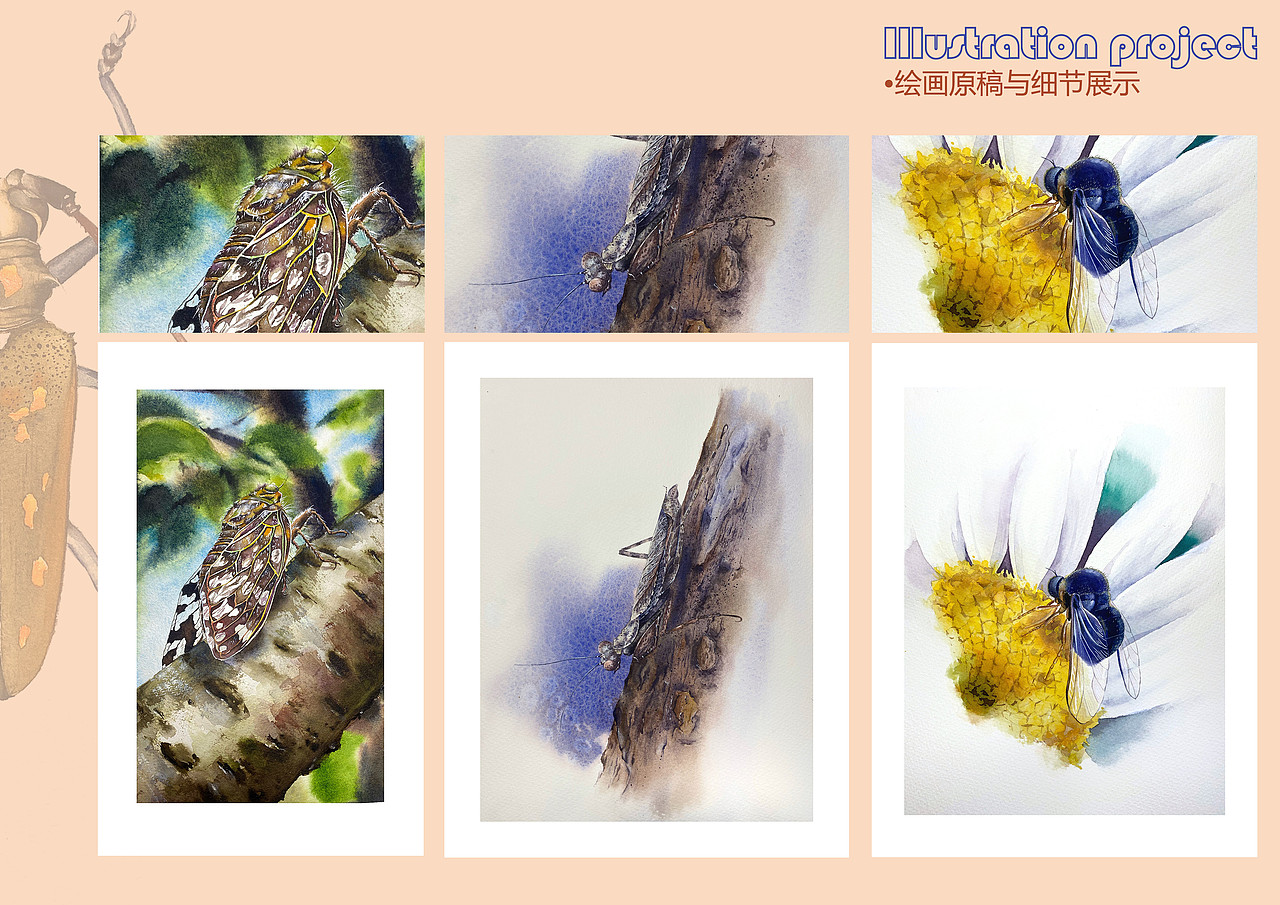水彩手绘的两本昆虫书插画（图ZMzQ4MjM2MjA4） - 艺术插画 - 站酷设计师瞳Hitomi原创素材 - 站酷ZCOOL