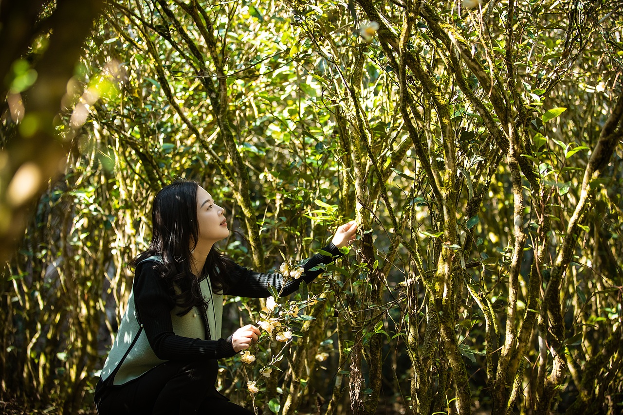 茶山茶花拍摄（图ZMzU3NDg4Mjk2） - 产品摄影 - 站酷设计师听说你也来过原创素材 - 站酷ZCOOL