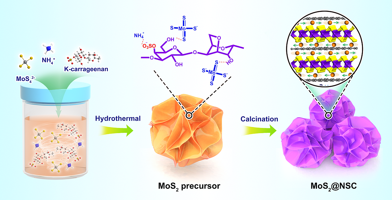 The synthetic process of MoS2@NSC composite