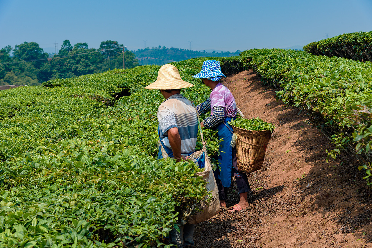 2019云南西双版纳茶之旅