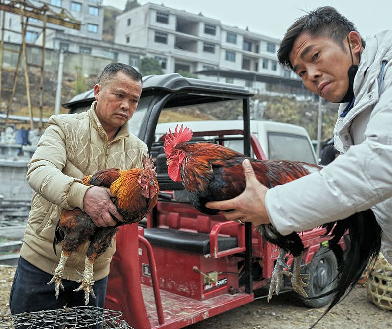 【贵州最大的露天集市——下司集】（图ZMzM2MTAxMDIw） - 人文/纪实摄影 - 站酷设计师子禾哥哥原创素材 - 站酷ZCOOL