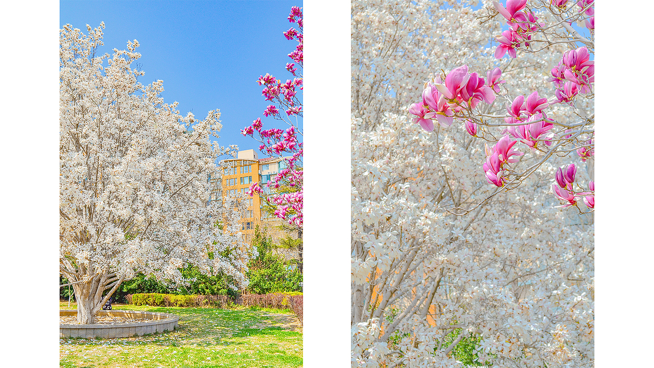春日玉兰×风光拍摄