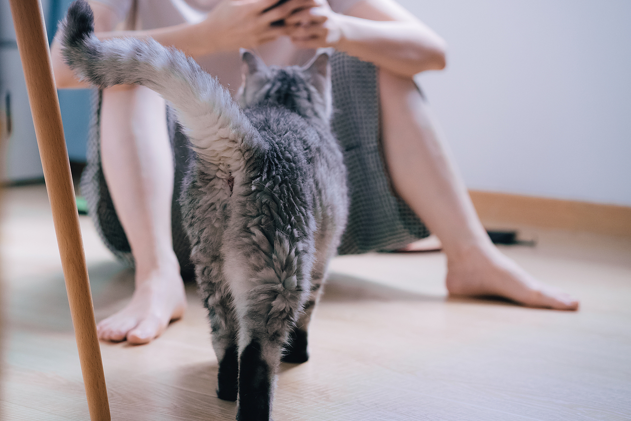 宠物摄影-马路-2021