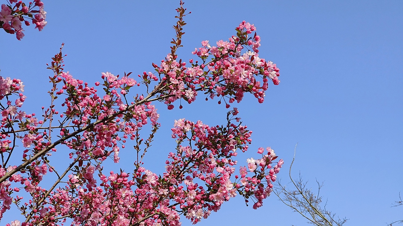 省耕公园--海棠花