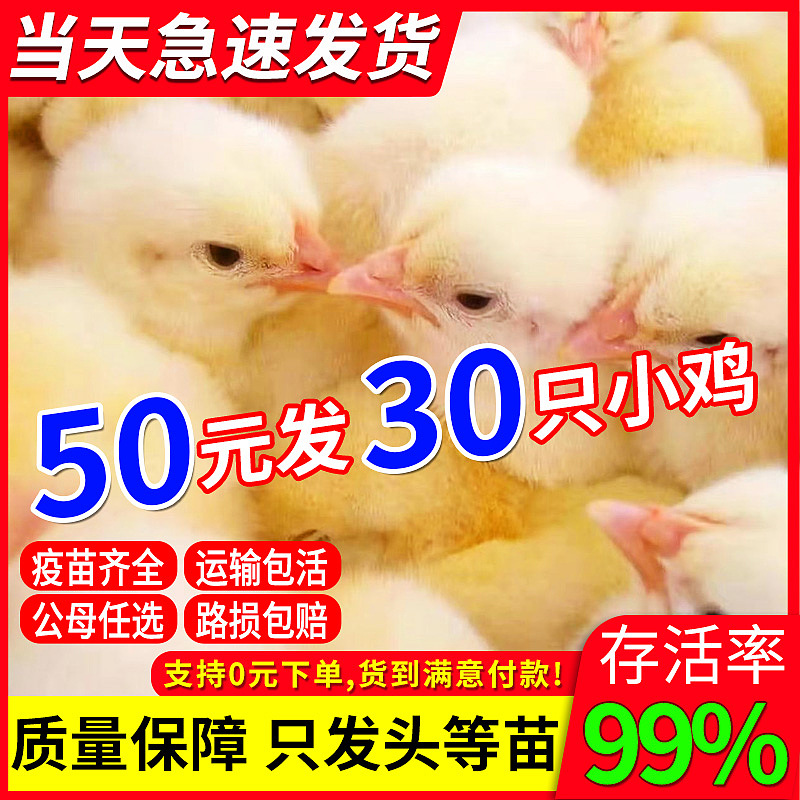鸡主图（图ZMzE4MjM2NTI0） - 电商 - 站酷设计师追风的李原创素材 - 站酷ZCOOL