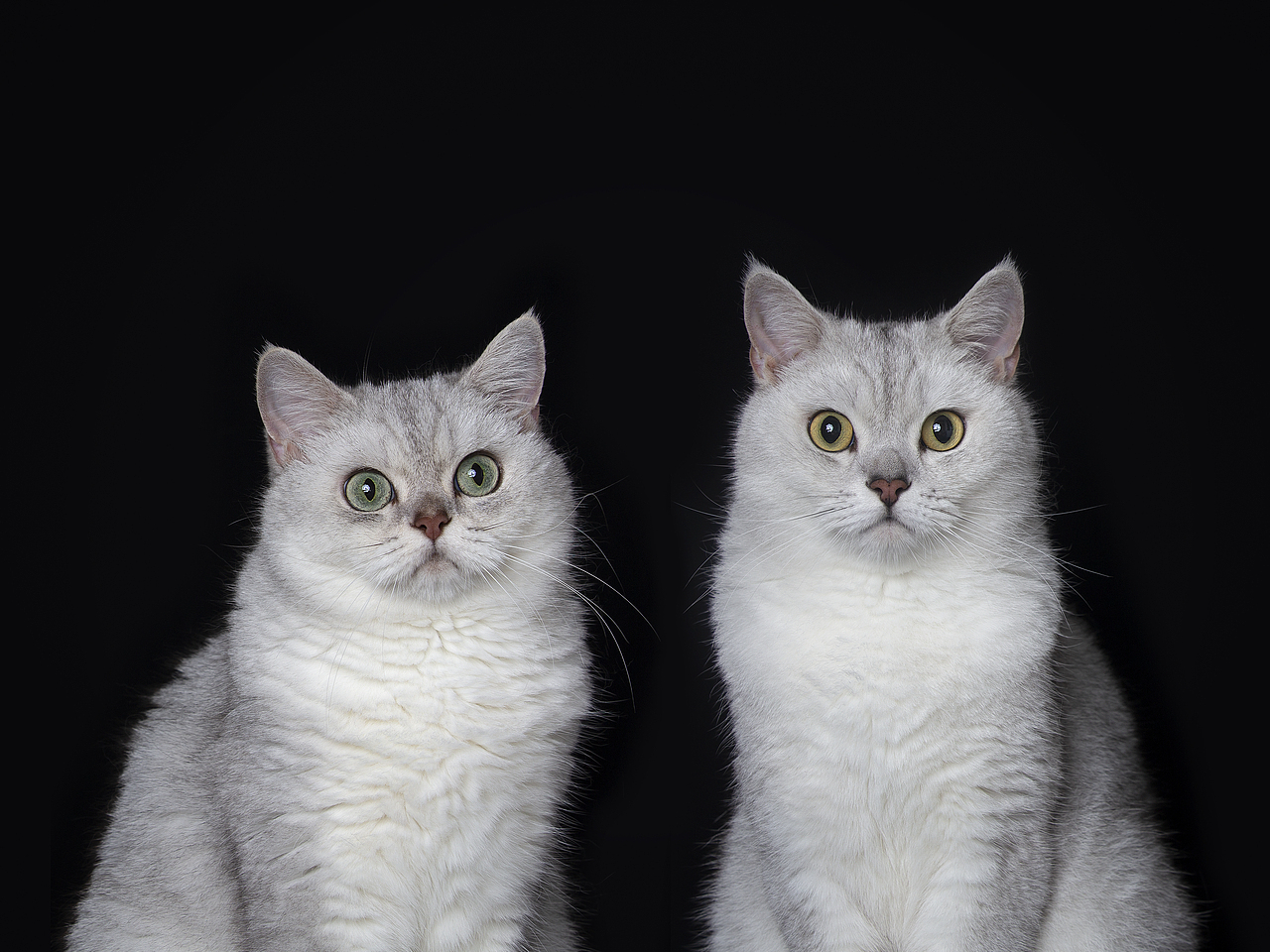 【宠物摄影】一些小猫咪