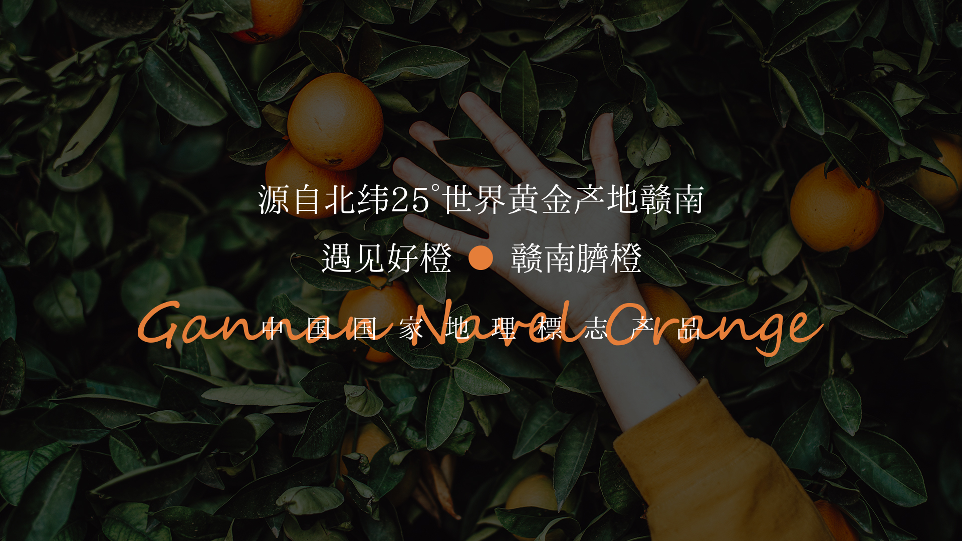 月见好橙-赣南脐橙包装设计