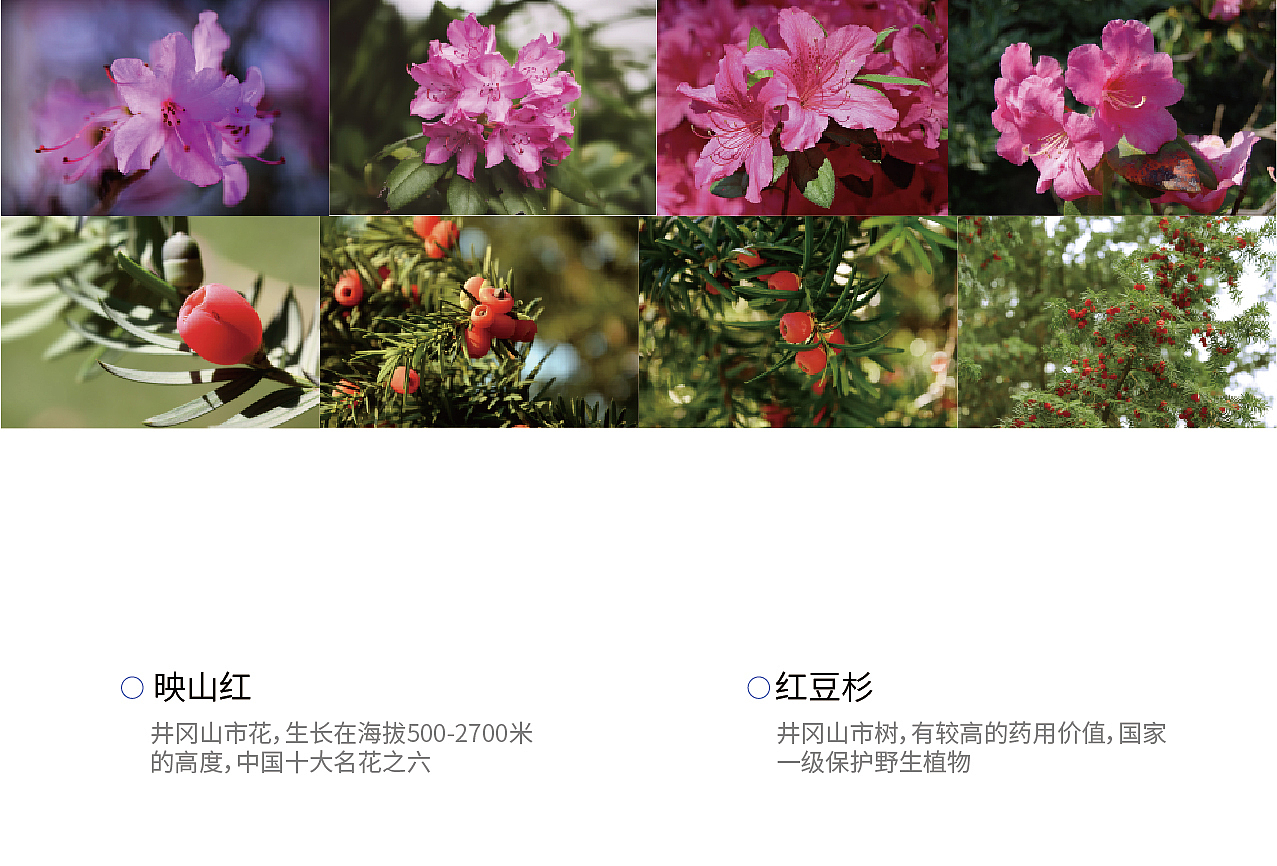 昆仑雪源 | 饮水思雪源 健康有昆仑（图ZMzE5NzA5NDQ4） - 包装 - 站酷设计师maydesign原创素材 - 站酷ZCOOL