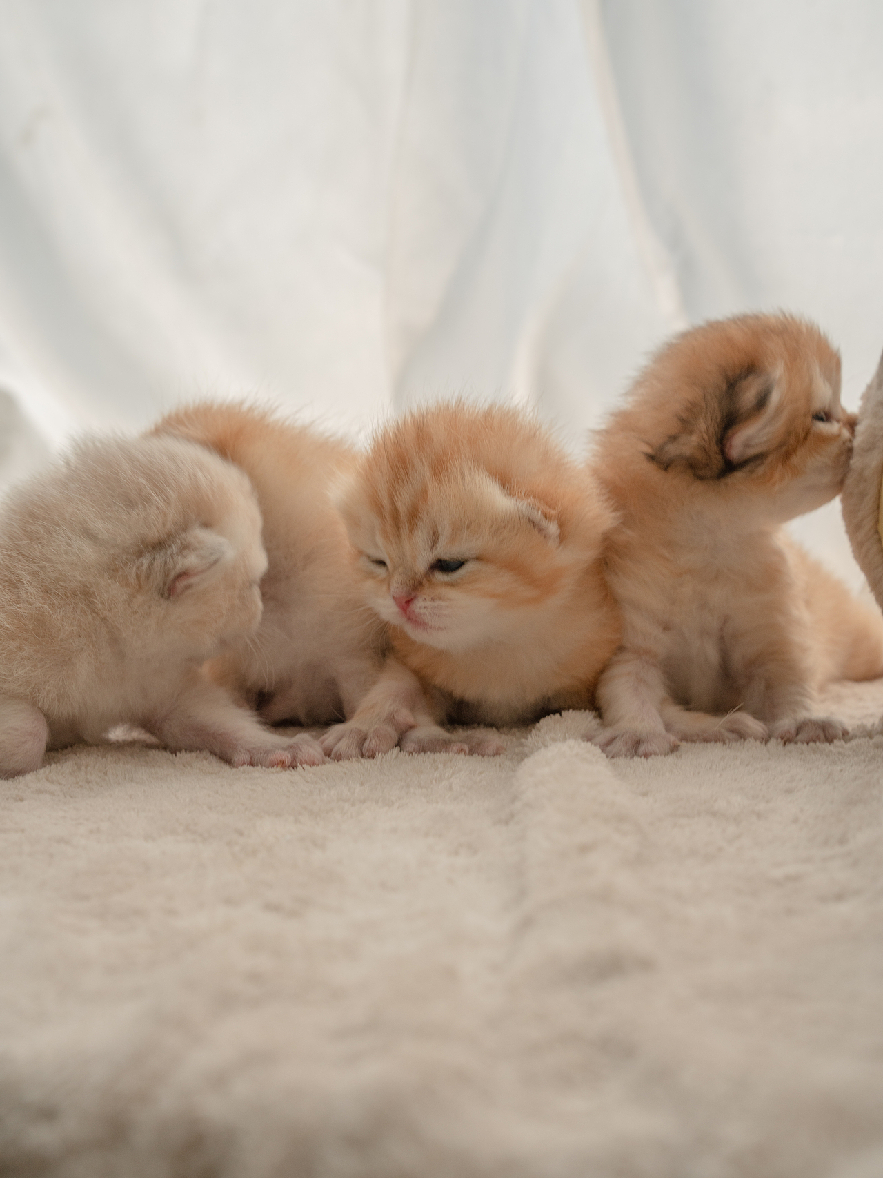 刚出生的小猫咪奶猫也太可爱了吧~